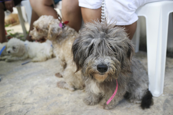 En México falta reforzar una cultura de tenencia de mascotas responsables que cuide de ellos de manera que no representen una amenaza para la salud de los humanos y de otros perros. Foto: Cuartoscuro/Archivo.