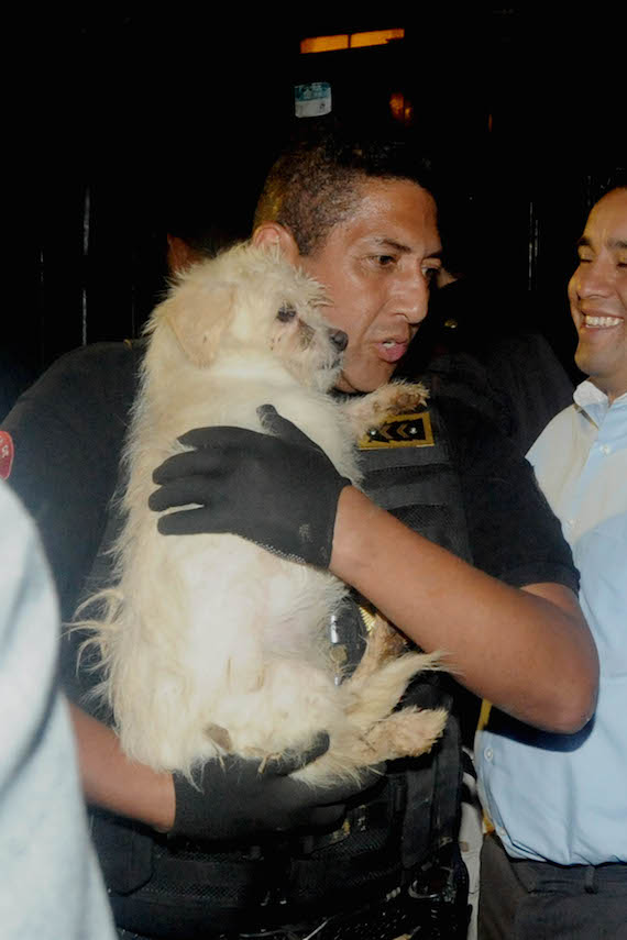 Personal de la PGJDF y SSP en coordinación con Brigada animal  durante un operativo. Foto: Cuartoscuro/Archivo