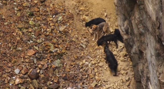 Varios perros aparecieron en un tiro de mina llamado la Quebradilla y fueron rescatados por varias asociaciones, sin embargo se desconoce cómo llegaron ahí. Foto: Especial. 