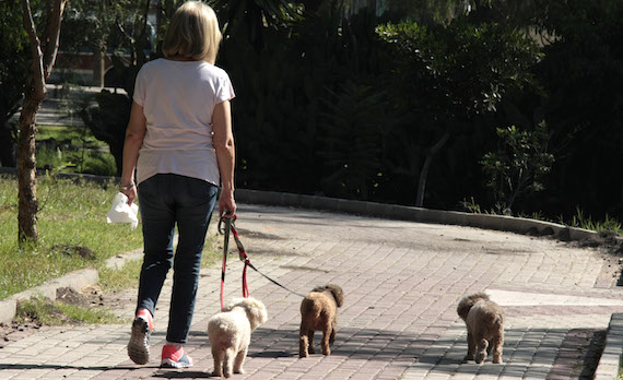 Se calcula que un perro mediano evacua 18kg de excremento al mes, asistir a los parques y a la calle con una bolsa de plástico o papel para recoger los excrementos de los animales   es necesario para evitar focos de infecciones. Foto: Cuartoscuro/Archivo 