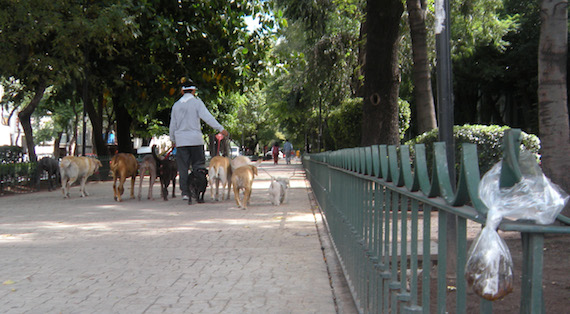 A pesar de que existen varios letreros de higiene y contenedores para las heces caninas por las calles, los dueños de los perros solo respetan el levantar el excremento de sus mascotas y ponerlas en bolsas para después volverlas a dejar en lugares donde contaminan. Foto: Cuartoscuro/Archivo