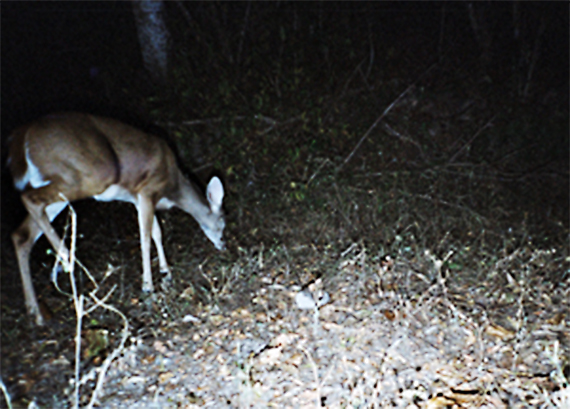 Este método se implementó por primera vez en 1995 para el estudio de los tigres en la India y posteriormente se aplicó en otras partes del mundo con más especies. Foto: Inecol