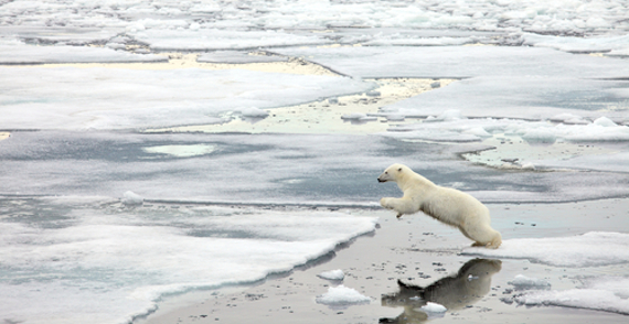 Los científicos sospechan que el acceso limitado a las focas durante invierno y verano, contribuyó a la baja supervivencia durante este periodo. Foto: Shutterstock.