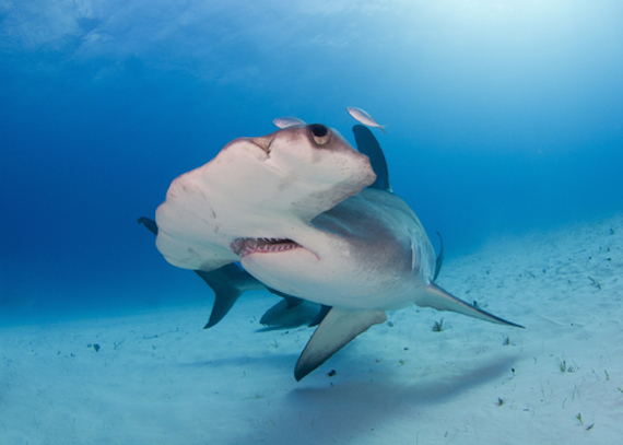 Estudios Probaron Que El Hombre Es Más Peligroso Para El Tiburón Que Viceversa Pues La Fama De Los Tiburones agresivos Es Un Mito Construido En Las últimas Décadas Foto Shutterstock