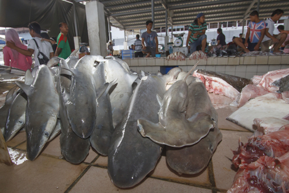 En La Caza De Tiburones or Lo General Se Toman Sólo Las Aletas Mientras Que El Resto Del Tiburón Se Descarta Y Lo Tiran En El Mar Foto Shutterstock