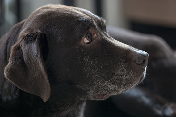 Los investigadores aseguraron que los perros no sufrirán después de las pruebas, pues lo único que quieren saber es si el medicamento prolonga la vida de los perros de manera significativa a partir de la mediana edad hacia su senectud. Foto: Shutterstock. 