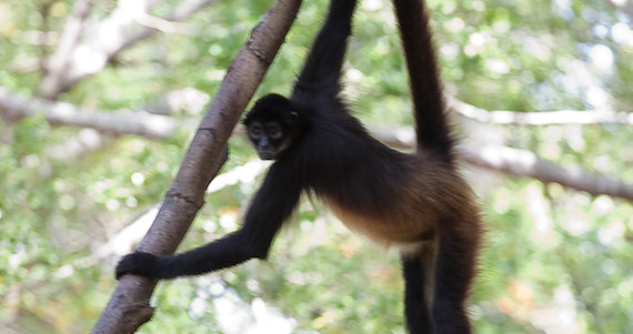 Los grandes simios africanos, como los bonobos y los chimpancés son conocidos por utilizar gestos de la cabeza para comunicarse con los demás miembros del grupo. Foto: Cuartoscuro