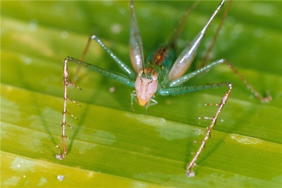 Este insecto forma parte de una especie los saltamontes longicornios que pertenecen a la familia de ortópteros. Foto: Universidad de Lincoln.