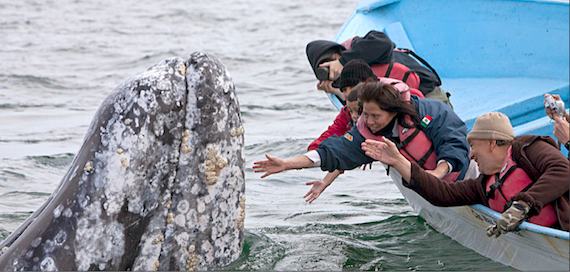 El político del PRD tiene ya su propio santuario de ballena gris, el cual ya quisiera cualquier multimillonario, incluso algún jeque árabe. Foto: Zeta especial para SinEmbargo.