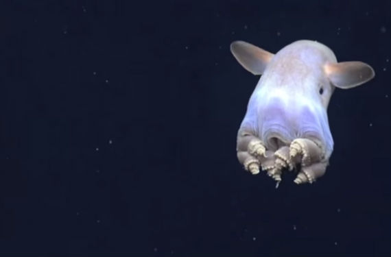 El video que recogieron los científicos fue tomado en el Golfo de México durante una expedición realizada por la Administración Nacional Oceánica y Atmosférica (National Oceanic and Atmospheric Administration, NOAA). Foto: YouTube.