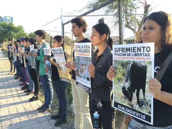 La protesta fue pacífica y forma parte de una campaña para crear consciencia en la ciudadanía sobre el uso de animales en este tipo de espectáculos. Foto: Igualdad Animal.