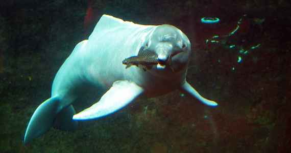 inia-amazon-river-dolphin