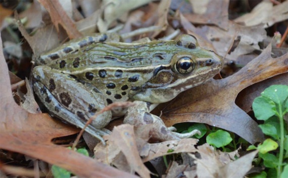 El hallazgo se dio a cargo de un equipo de la Universidad Rutgers que probó la existencia de esta nueva especie y se le dio el nombre en honor al ecologista y experto en reptiles, Carl Kauffeld. Foto: Especial.