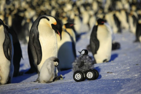 El pequeño espía se infiltró de manera tan cercana que ningún humano lo había logrado antes. Foto: Nature.