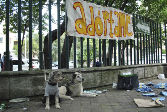 Existen numerosas ventajas para adoptar a un perro que fue rescatado, entre ellas, que ya desarrollaron una personalidad. Foto: Cuartoscuro/Archivo.