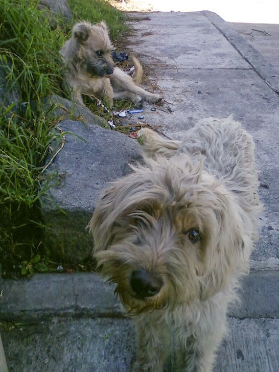 La mayoría de los perros callejeros son animales que fueron abandonados por sus dueños y que sufrieron de malos tratos; estos animales son indefensos y hasta cierto punto tímidos ante las personas. Foto: Cuartoscuro/Archivo.