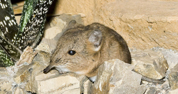 Luego de varios años y nueve expediciones africanas, investigadores confirmaron que la especie de tipo de sengi era única. Foto: Especial