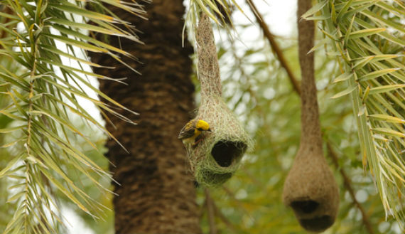 En el reino animal, algunos machos se ven obligados a impresionar a la hembra, por lo que para el momento del cortejo de las aves, los machos se esfuerzan para construir un "nido" perfecto. Foto: Shutterstock.