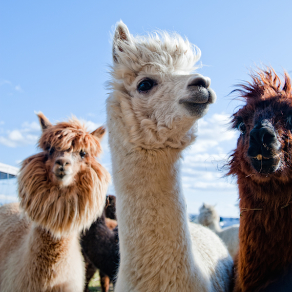 La combinación de los anticuerpos de las llamas, que son muy diferentes a la de la mayoría de las especies, podría servir para neutralizar el VIH, según un estudio. Foto: Shutterstock.