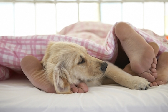 A los perros se les presentaron cinco olores diferentes para el estudio y al que más reacción tuvieron fue con el de un humano conocido para ellos. Foto: Shutterstock. 