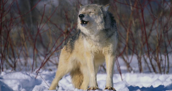 En Idaho se prohibió un concurso de caza de lobos y otros depredadores, pero podría llevarse a cabo en otro lugar de Estados Unidos en enero. Foto: Shutterstock.