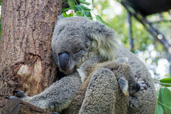 El gobierno federal de Australia considera legalmente que la conservación de especies se debe a cada estado. Sin embargo, los gobiernos locales no cuentan con suficientes recursos. Foto: Shutterstock.