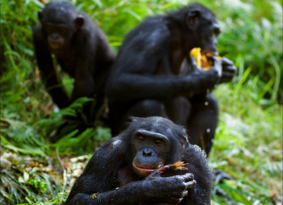 Los bonobos dan manzanas o plátanos a otros ejemplares de su especie aunque no sean parte de su grupo. Foto: Shutterstock.