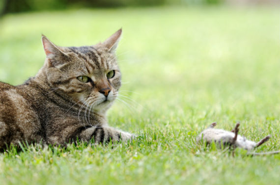 Lejos de la sorpresa que produce encontrar cadáveres de animales en las casas, los gatos hacen este presente como una acción generosa. Foto: Shutterstock.