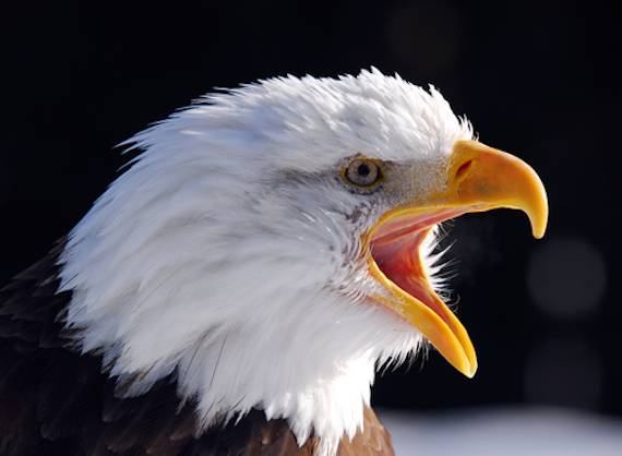 Las aves son evolutivamente derivan de los dinosaurios terópodos. Foto: Shutterstock.