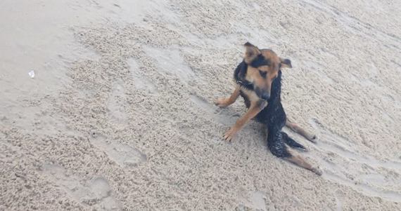 La fotografía que estuvo en las redes de Leo cuando lo encontró en la playa en un estado deplorable. Foto: Meagan Penman.