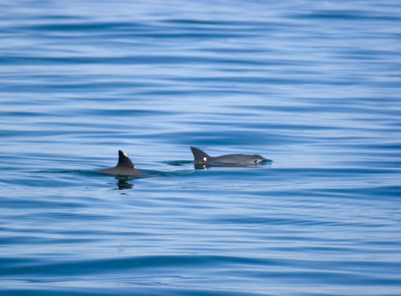 Ecosistemas marinos también están en riesgo, como donde habita la vaquita marina, que únicamente vive en el Alto Golfo de California y que podría extinguirse en el 2018 debido a que por años no se ha regulado la pesca. Foto: Especial. 