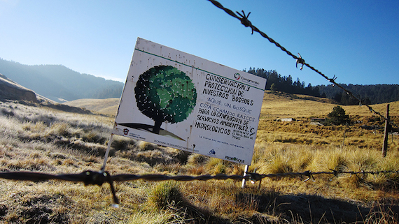 La milenaria ruta sagrada Nacelagua-Cerro de la Campana, quedó completamente obstruida y los actores locales denunciaron que los gobernantes no comprenden que para los otomíes "lo sagrado es el bosque entero." Foto: Especial.