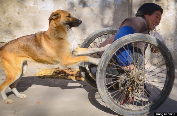 Aunque el cansancio le invada, este perrito no dejará que eso se interponga en su dedicación hacia su dueño.