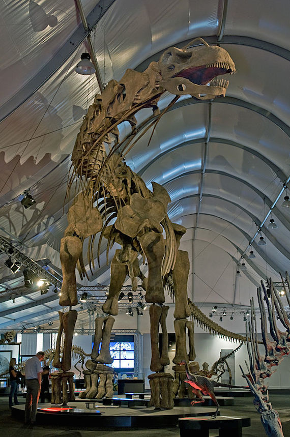 Los hallazgos fósiles fueron los huesos de cuello de los dinosaurios incluido y la espalda, junto con piezas de la cola y las patas. Foto: Especial.