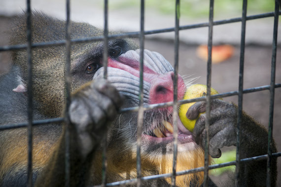 La PROFEPA ha hecho miles de decomisos de animales en cautiverio debido a la situación de maltrato en la que se encuentran. Foto: Cuartoscuro/Archivo.