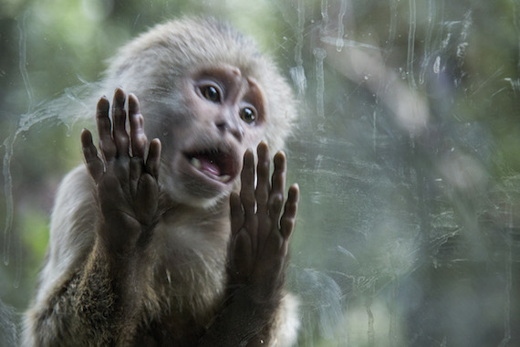 Zoológico de Chapultepec, México DF; Octubre, 2014. Foto: Cortesía Tras Los Muros. 