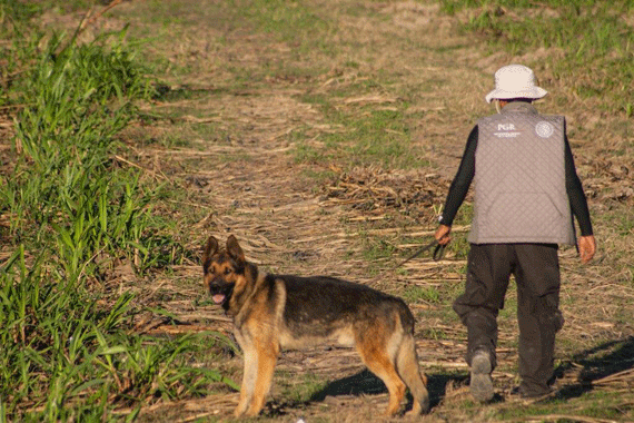 Los de la PGR llegaron con perros. Foto: Blog Expediente, especial para SinEmbargo