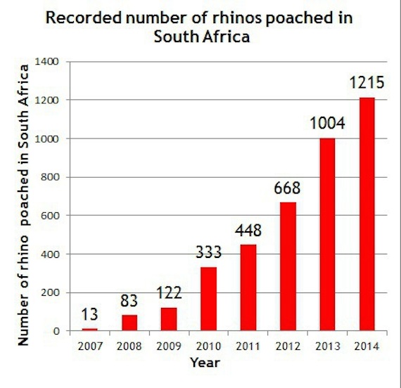 Los números actuales son alarmantes: pues en el 2011, 448 rinocerontes fueron abatidos, en 2012 fueron 668 y para el 2013, la cifra aumentó a más de los mil ejemplares. Gráfica: Save The Rhino.