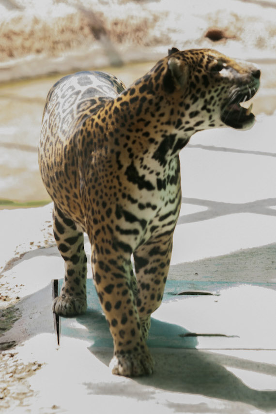 En la imagen se puede observar gran variedad de animales en cautiverio que pueden ser vistos en el parque museo La Venta, Tabasco, donde hay mamíferos, quelonios, reptiles y aves. Foto: Cuartoscuro/Archivo