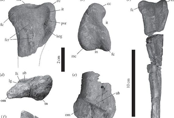 Tachiraptor_admirabilis