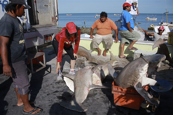 Las aletas de tiburón son de los productos pesqueros más costosos por su alta demanda para la llamada sopa de aleta, sobre todo en el mercado asiático. Foto: Cuartoscuro/Archivo.