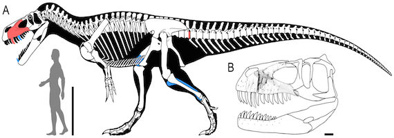 La especie de grandes garras, dientes afilados  puede ser el mayor depredador terrestre de la época que se haya encontrado en Europa. Foto: Especial.