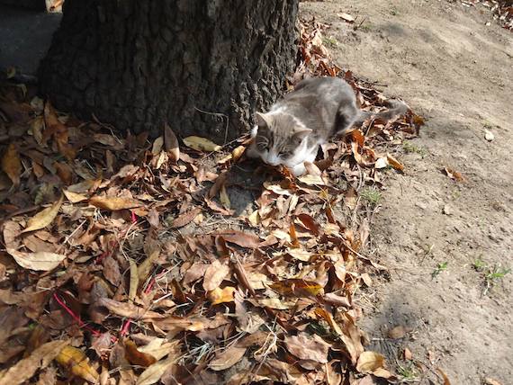 Activistas reportaron un nuevo caso de agresiones en el Panteón Francés al hallar a un gato envenenado, que falleció después. Foto: Facebook Ayuda a los gatos del Panteón Francés DF.