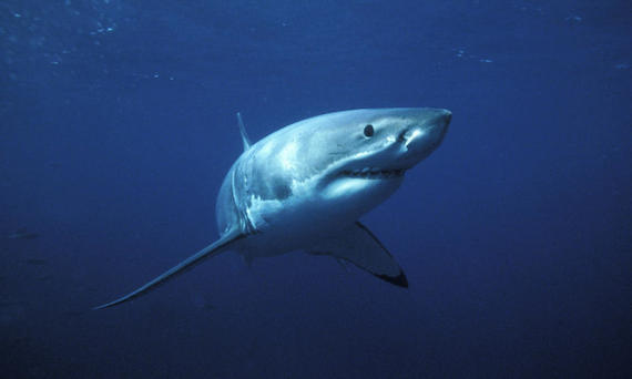 great_white_shark_7.30.2012_whytheymatter_HI_111754