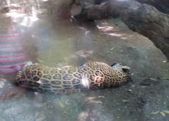 El grupo ambientalista de Guerrero denunció con esta imagen que la jaguar Katara se encuentra en su jaula enferma y sin alimentos. Foto: Facebook Guerreros Verdes. 