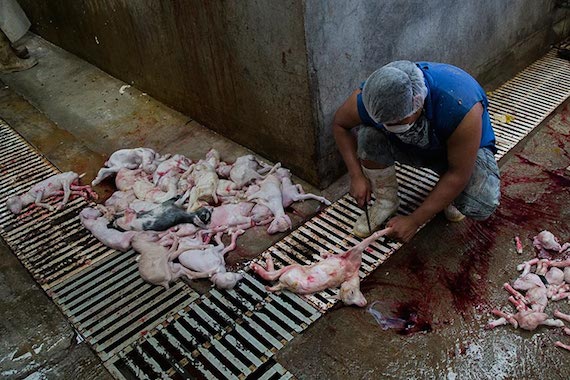 matarife-cuchillo-fetos-cabras-matadero