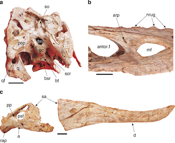 Pinocho rex se conoce formalmente como sinensis Qianzhousaurus, que se deriva de Qianzhou, el antiguo nombre de la ciudad de Ganzhou, en el sur de China. Foto: Nature.