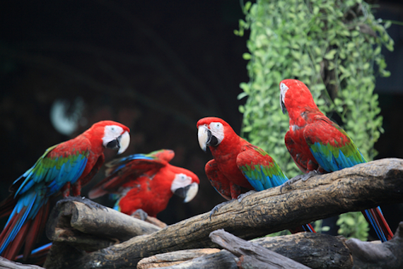 Los programas de reintroducción en varios países como El Salvador y Costa Rica reportaron un éxito mayor de 70 por ciento después de 2 y 3 años, lo que demuestra que esta herramienta puede ser útil. Foto: Shutterstock. 