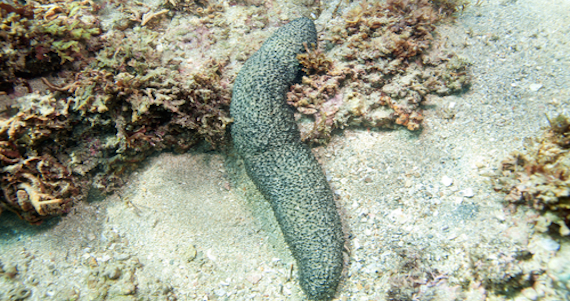 En México existe una veda permanente de pesca del pepino de mar y la totoaba y quien sea detenido puede ir a prisión hasta por 9 años. Foto: Shutterstock.