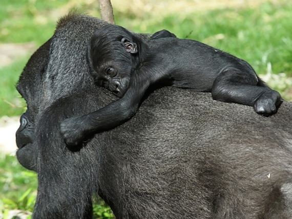 El gorila de montaña es una de las dos subespecies de gorila oriental y sólo quedan dos poblaciones en libertad en las montañas de Virunga, África. Foto: Shutterstock. 